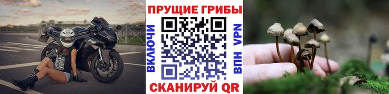где можно купить   кракен маркетплейс  Псилоцибиновые грибы MAGIC MUSHROOMS  Юрьев-Польский 